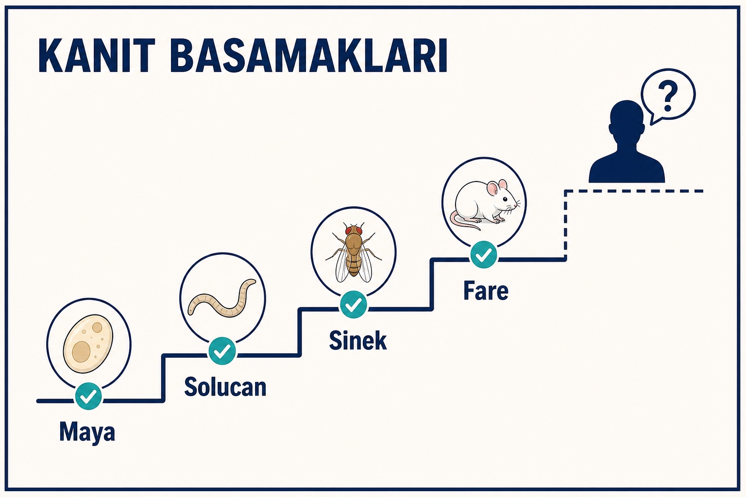 Kanıt basamakları: maya, solucan, sinek, fare ve noktalı insan basamağı