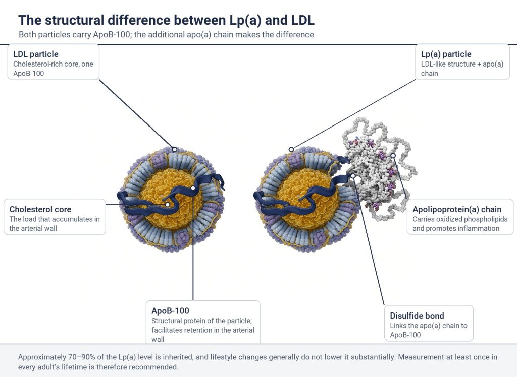 Labeled diagram: comparison of an LDL particle and an Lp(a) particle with respect to ApoB-100 and the apolipoprotein(a) chain