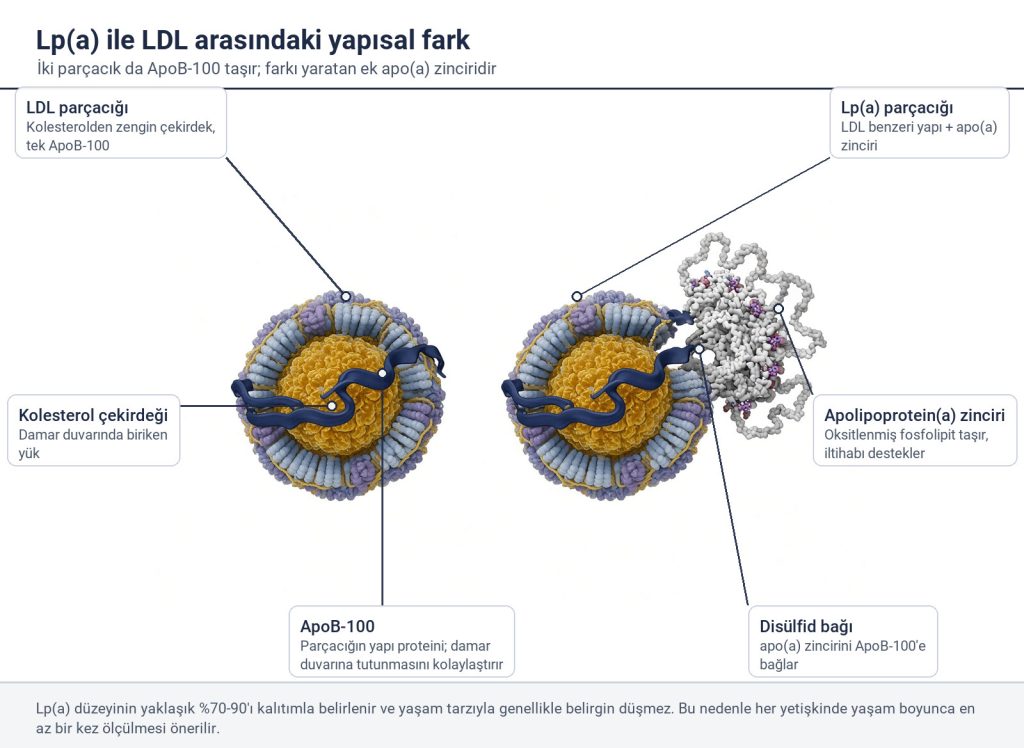 Etiketli şema: LDL parçacığı ile Lp(a) parçacığının ApoB-100 ve apolipoprotein(a) zinciri yönünden karşılaştırması